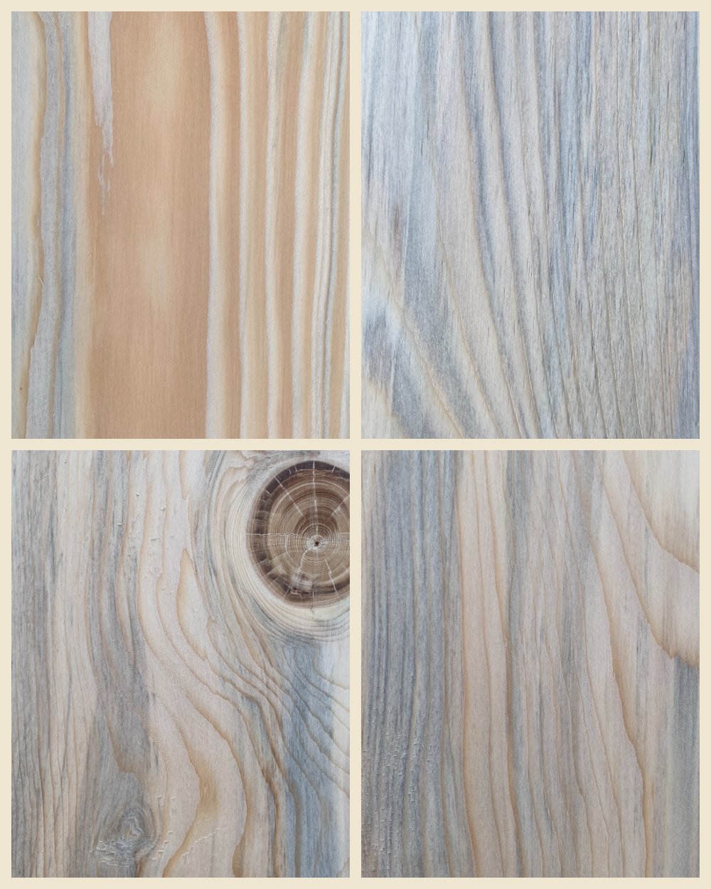 Veine bleue de l'épicéa scolyté