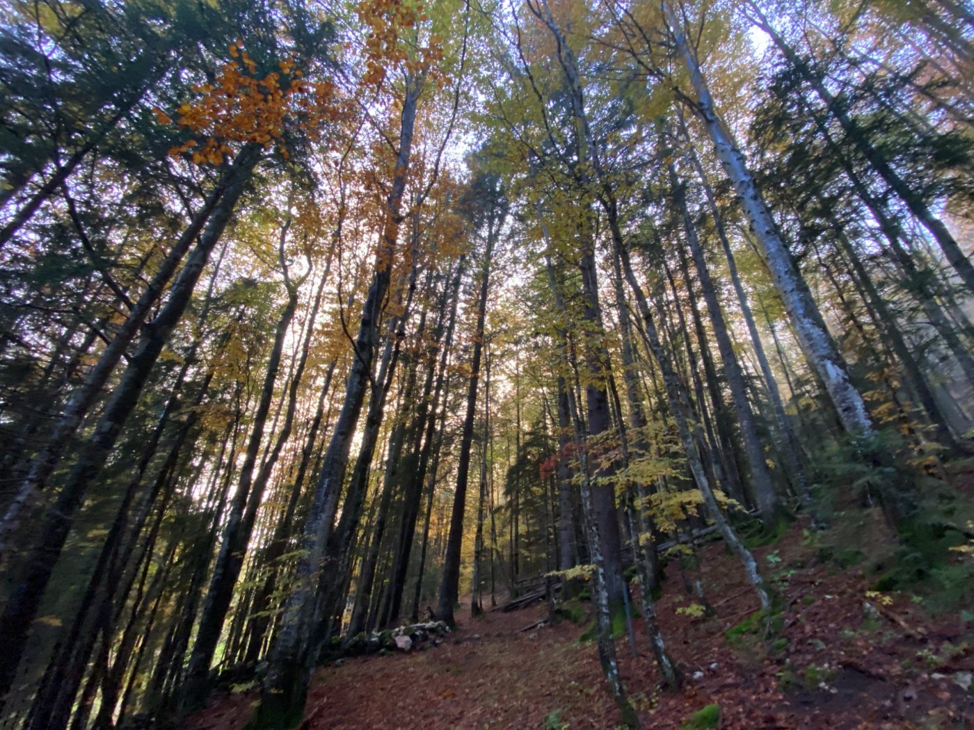 Notre forêt aux Éterpets