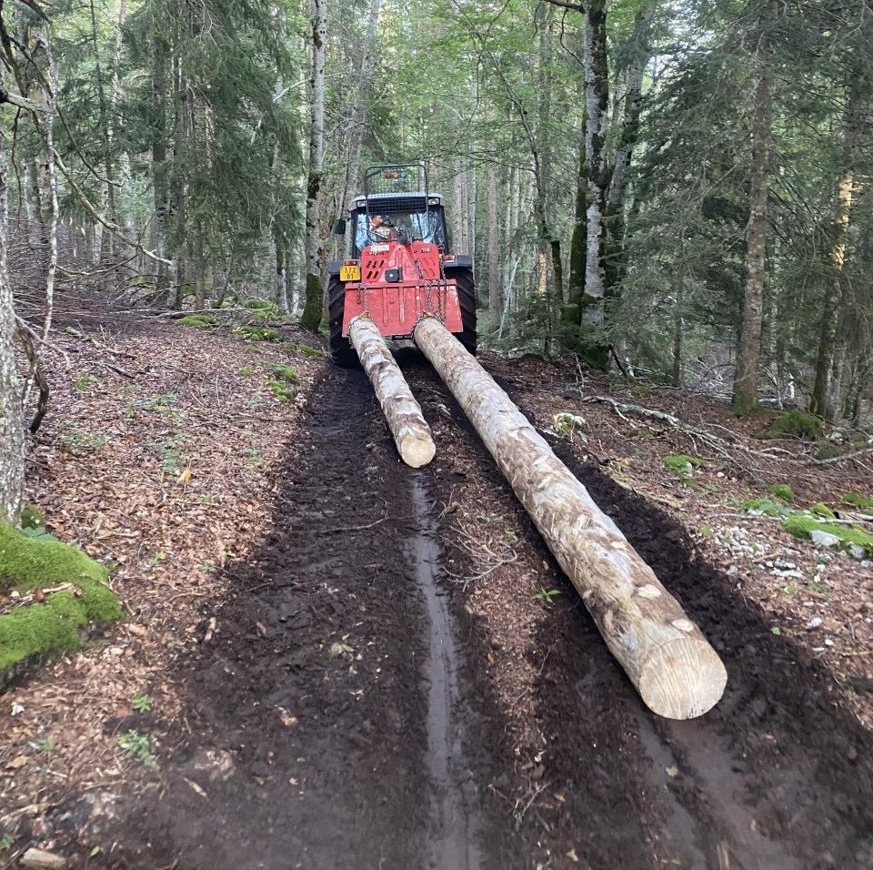 La forêt